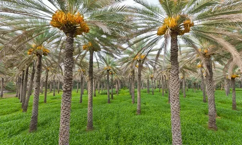 فوائد طلع النخيل مع العسل