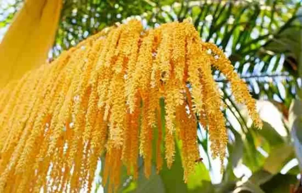 طلع النخيل لتعزيز الخصوبة طلع النخيل لتعزيز الخصوبة