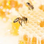 فوائد لسعة النحل