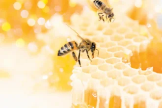 فوائد لسعة النحل