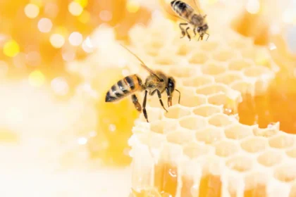 فوائد لسعة النحل