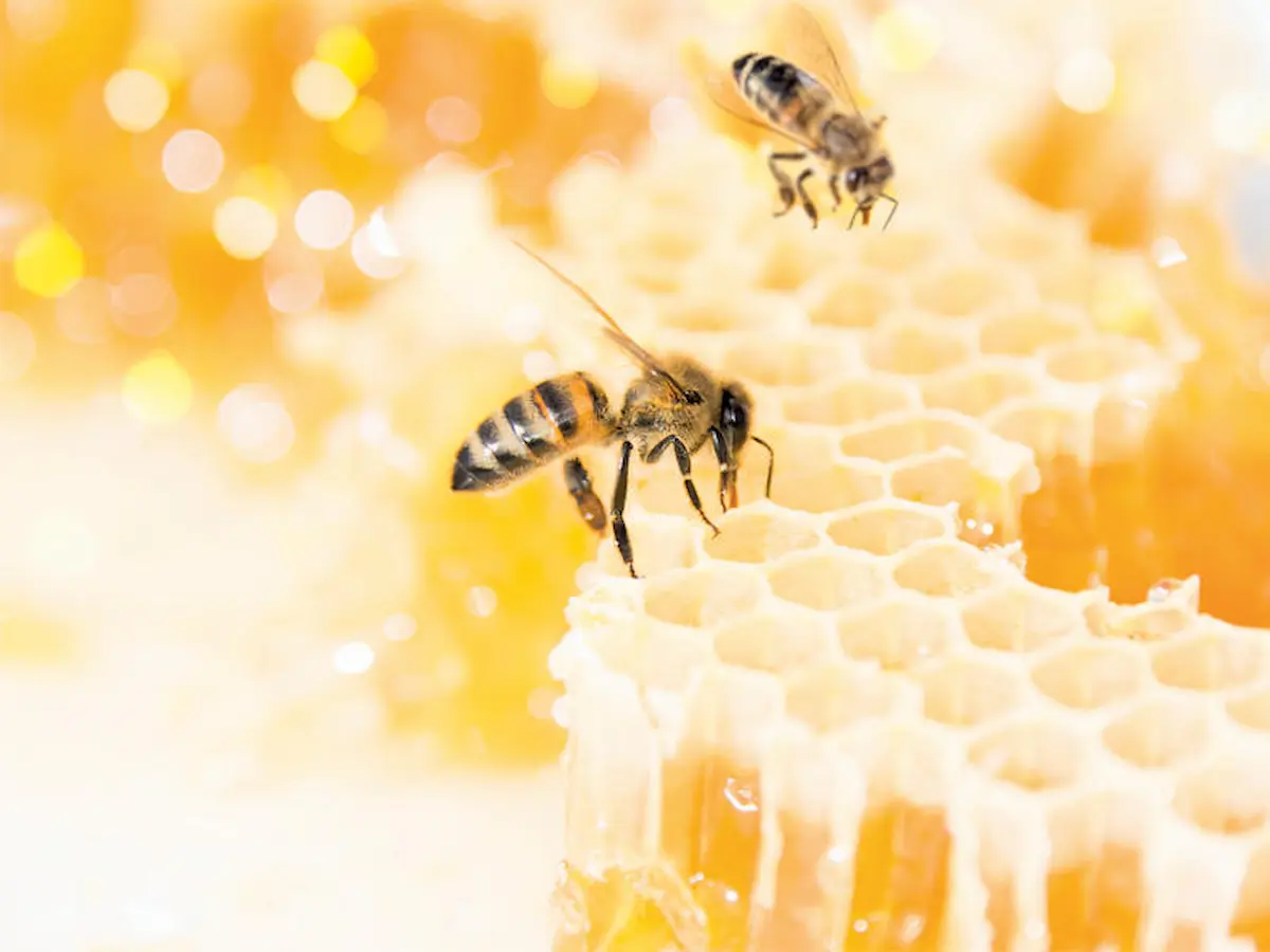 فوائد لسعة النحل