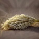 طلع النخيل لتعزيز الخصوبة