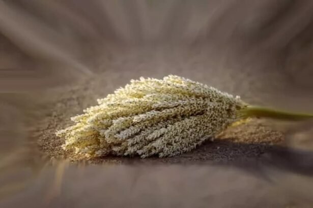 طلع النخيل لتعزيز الخصوبة