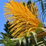 طلع النخيل لتعزيز الخصوبة