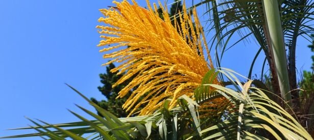 طلع النخيل لتعزيز الخصوبة