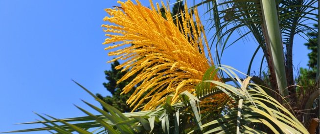 طلع النخيل لتعزيز الخصوبة