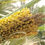 فوائد طلع النخيل للرجال