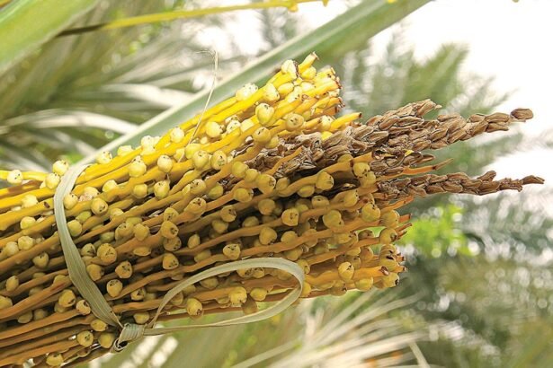 فوائد طلع النخيل للرجال