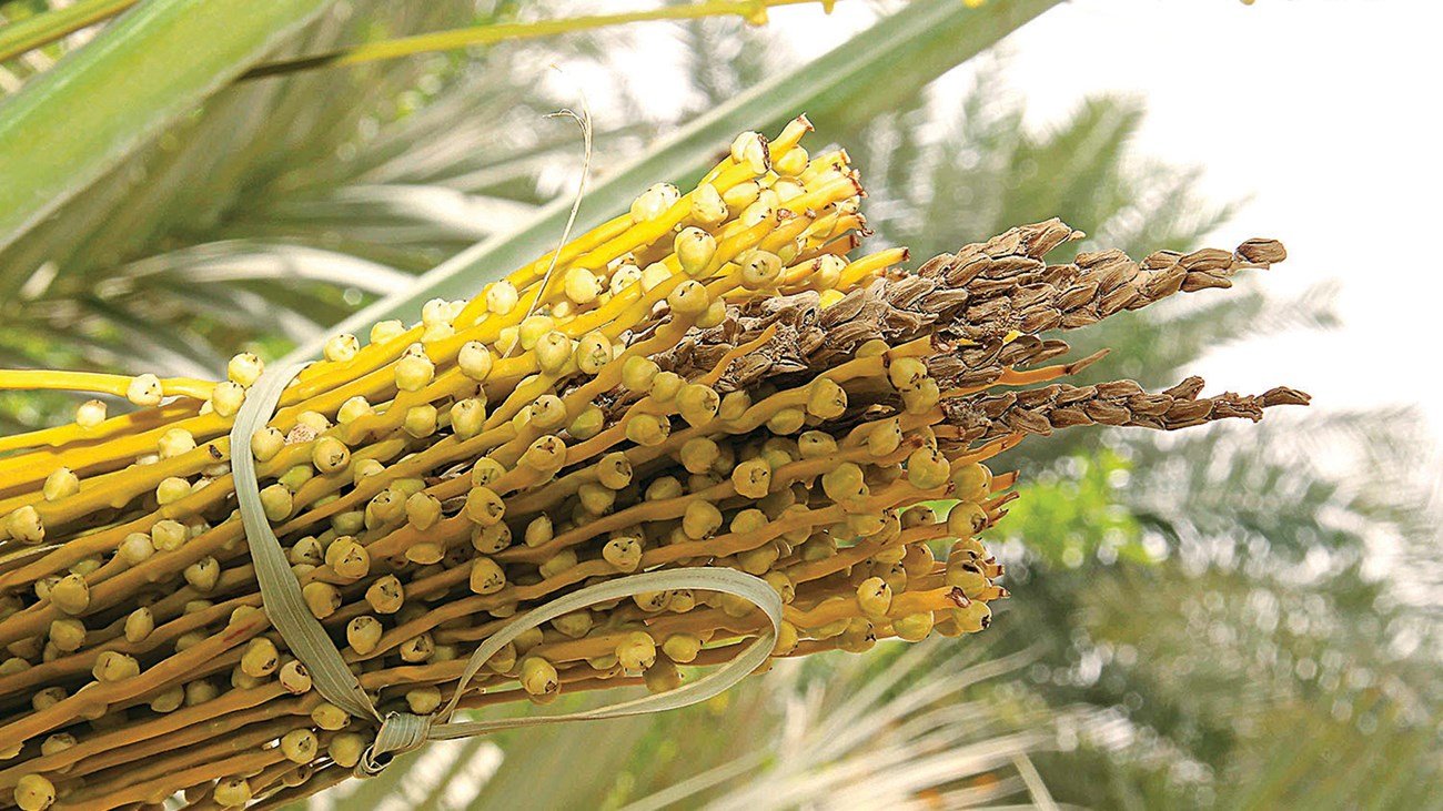 فوائد طلع النخيل للرجال